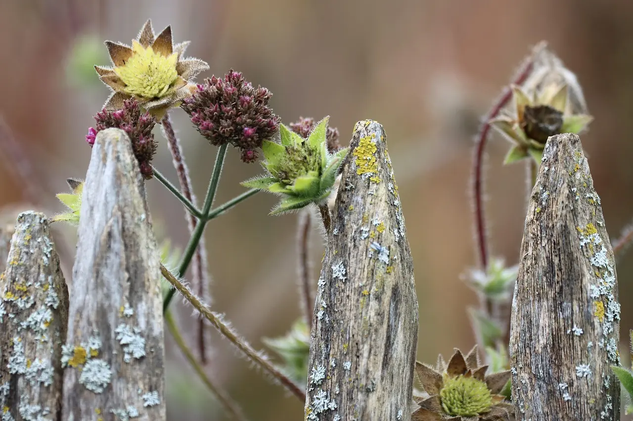 Nærbillede af vejrslidt træhegn med lav og små vilde blomster